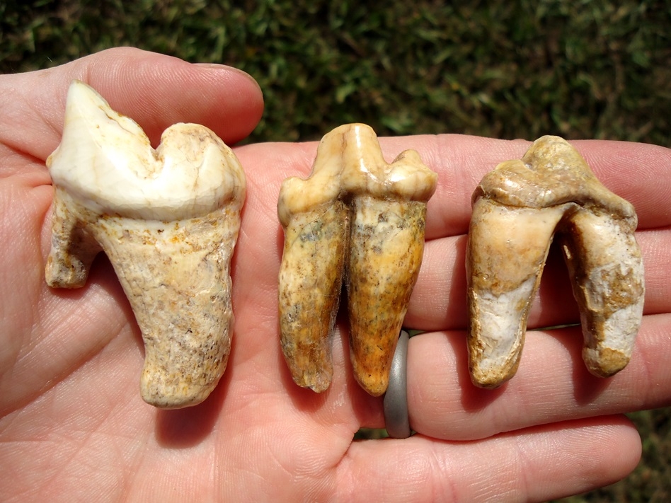 Three Beyond Rare American Lion Teeth